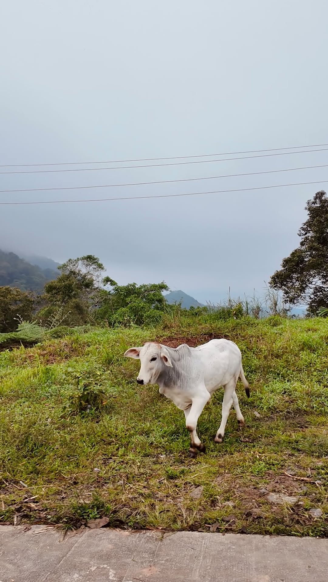 A white zebu calf roaming the misty hillside farm at The Red Hen Homestead — free-range animals and farm-to-table living
