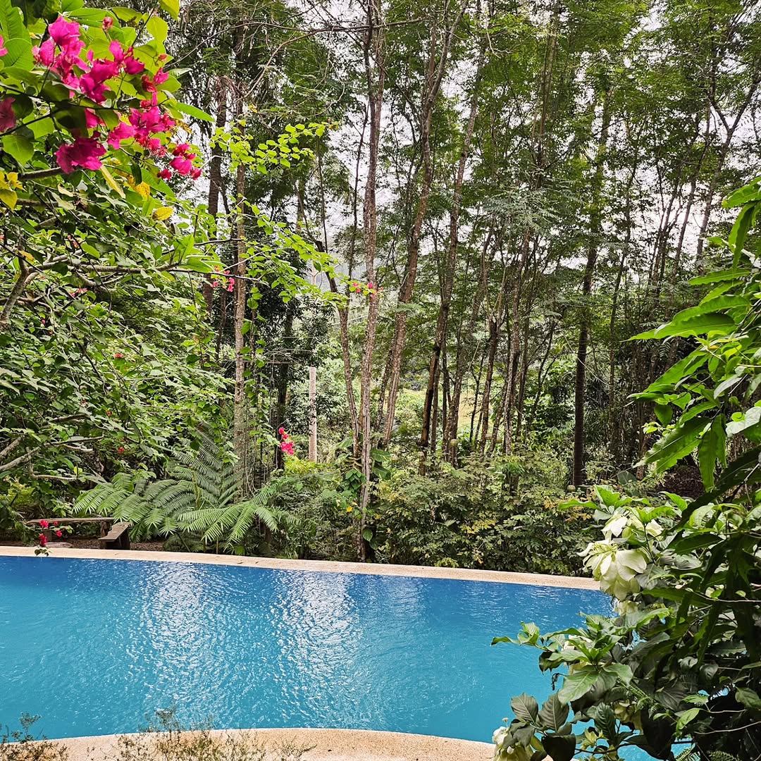 The lap pool framed by bougainvillea and tropical forest — a tranquil swimming area at The Red Hen Homestead