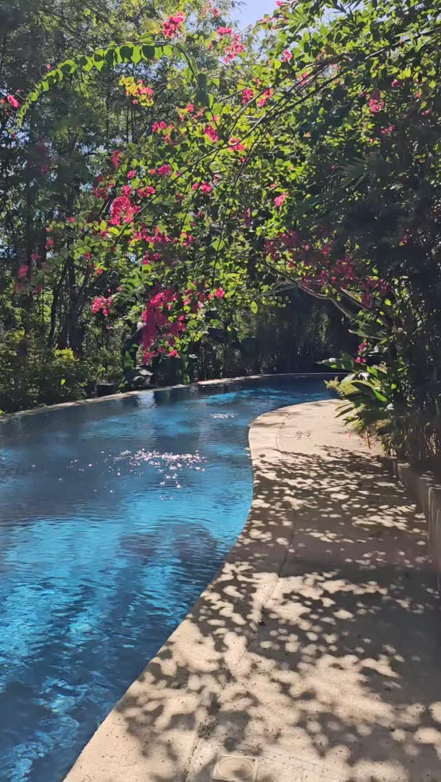 The 25-metre lap pool at The Red Hen Homestead, framed by pink bougainvillea and lush tropical trees